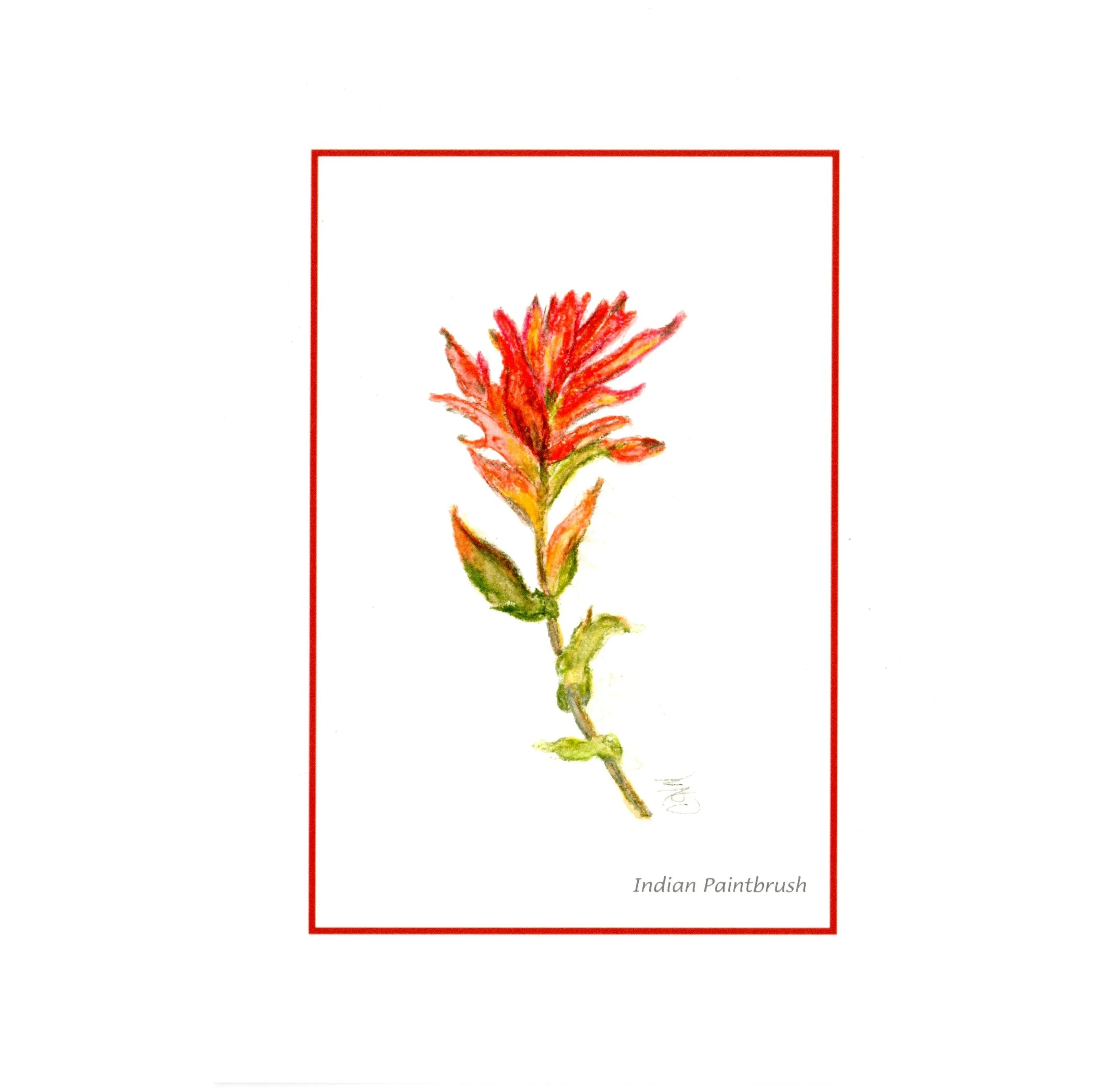 Card Indian Paintbrush  Pencil  cdwcfips sq.jpg