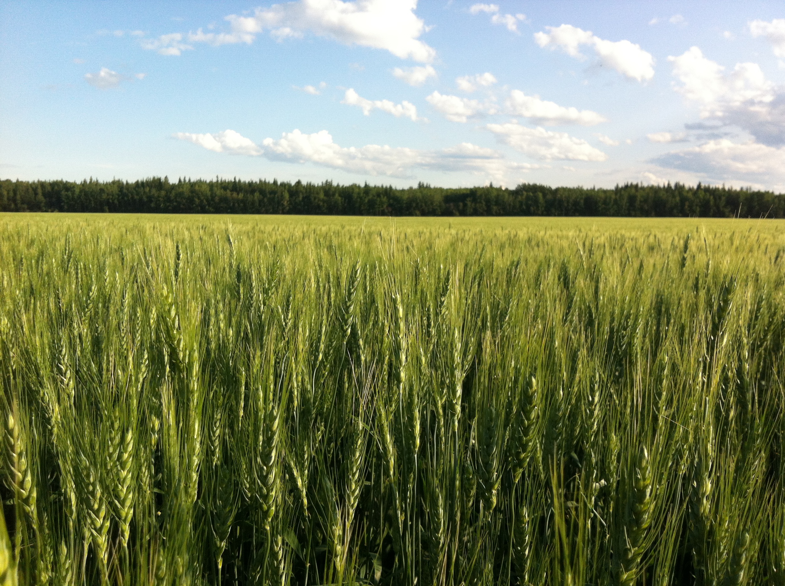 IMG_4640_barley_foreground.JPG