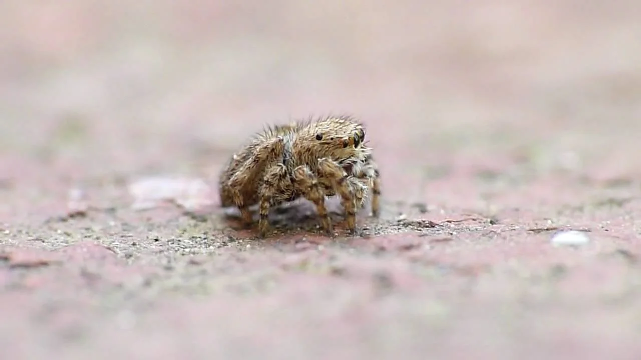 Man Tries to Kill Spider And ends sweeping up more then he asked for