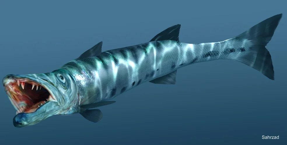 barracuda Fishing IN CANCUN!!!