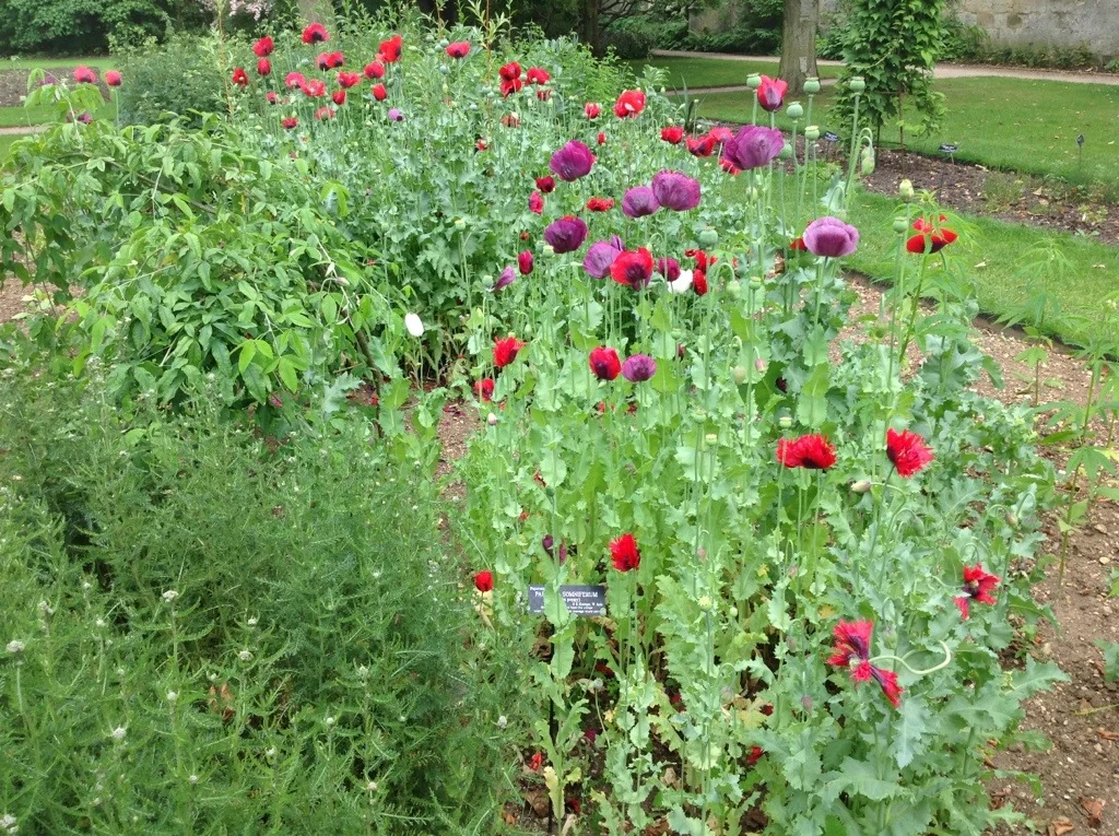 A patch of cheery poppies