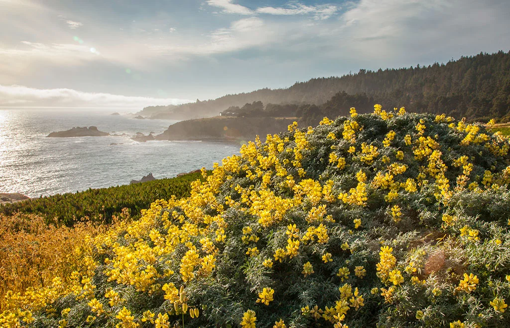 ratna-ling-coastal-flowers.jpg