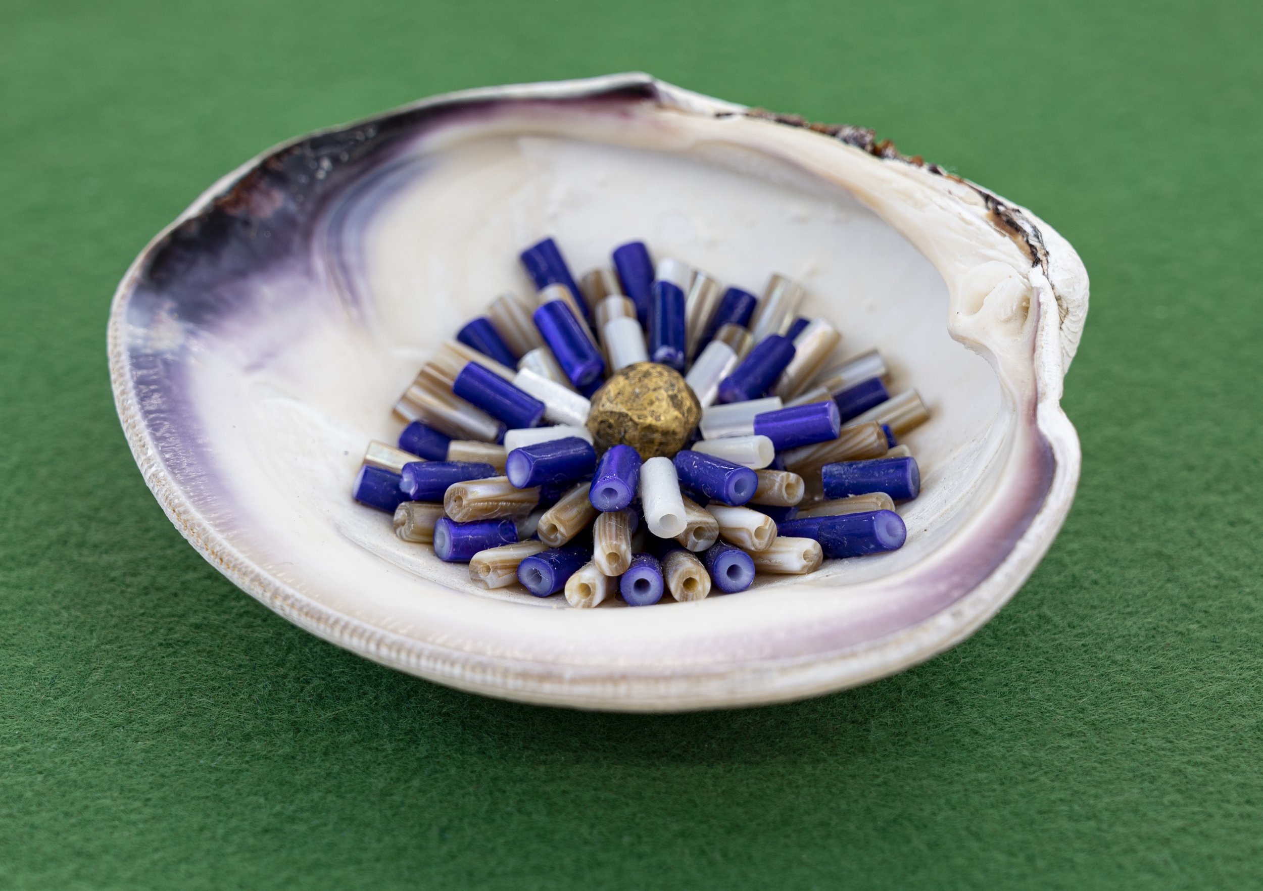 Shell Company clam shell, wampum, 24 karat gold, plexiglass, felt, plywood 59 1/2 x 14 x 14 inches 2021 image courtesy of Wilding Cran Gallery
