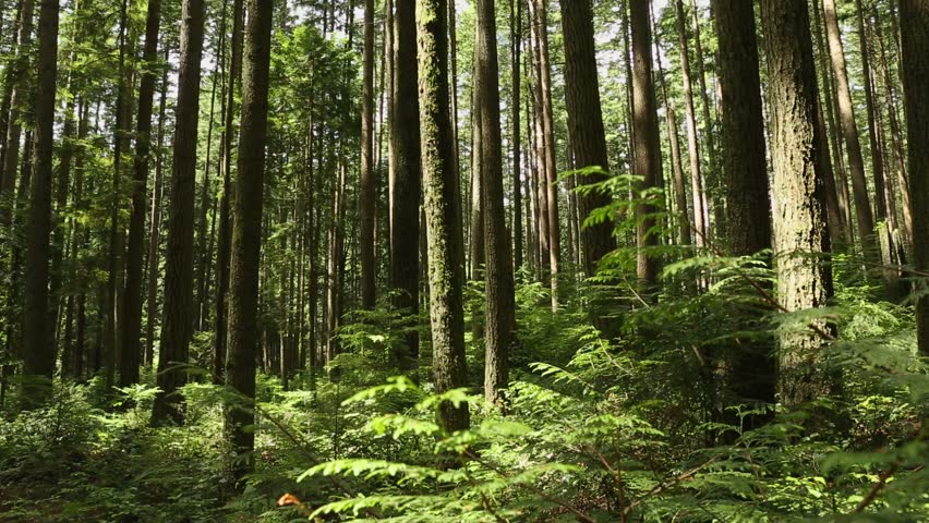 about page - forest.jpg