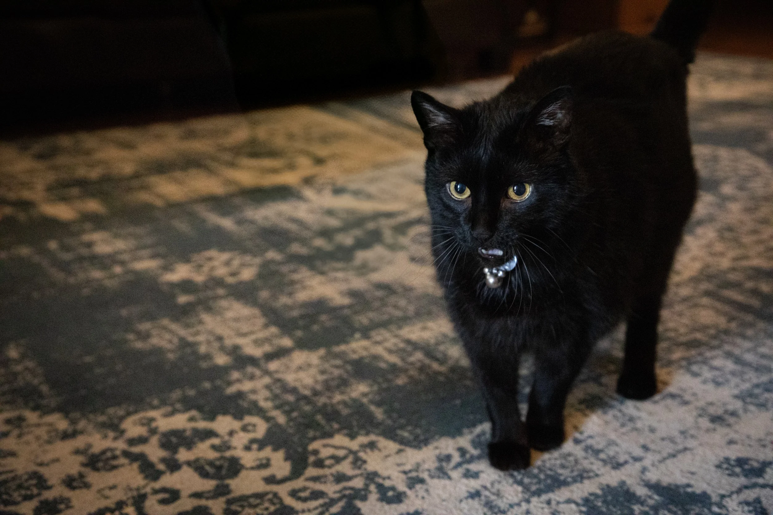 Halloween 2024-01.JPG