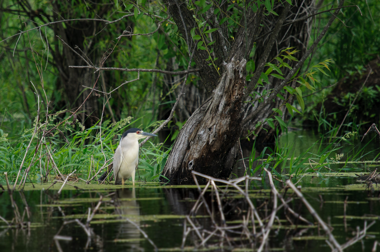 BLACK-CROWNED NIGHT-HERON