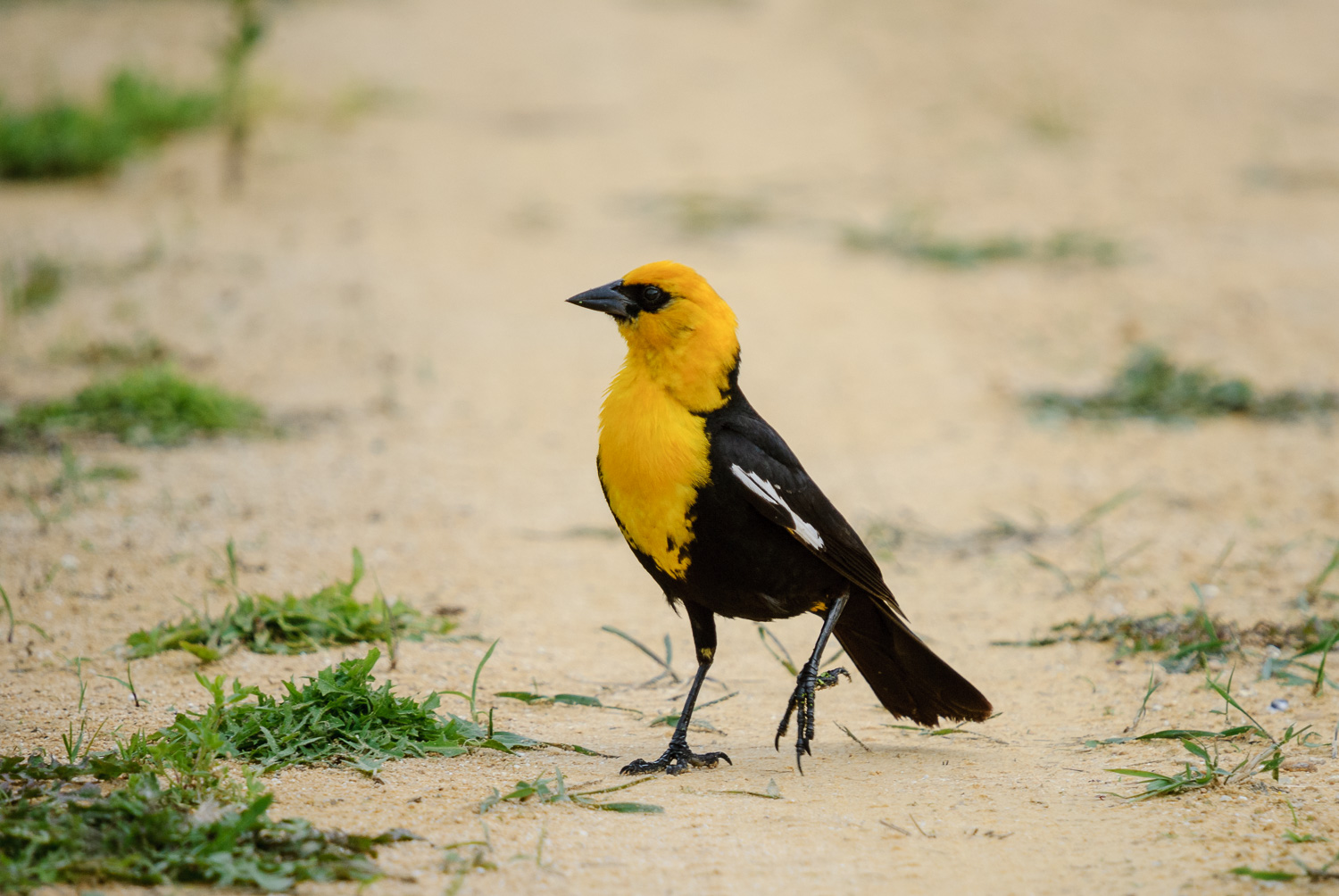 YELLOW-HEADED BLACKBIRD ♂️