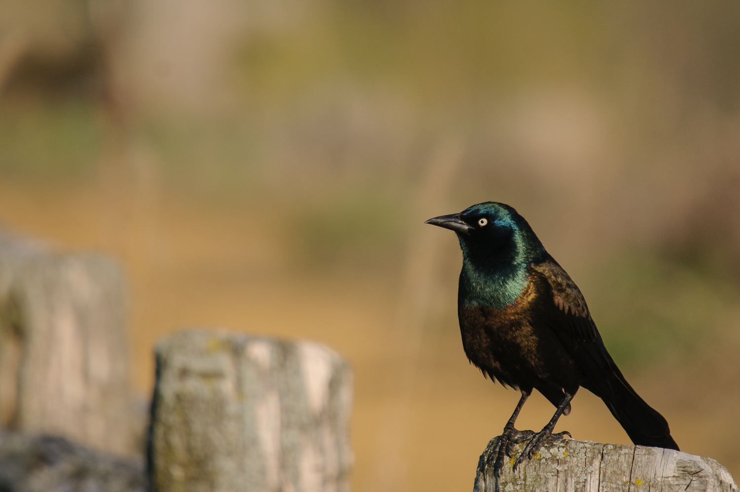 COMMON GRACKLE