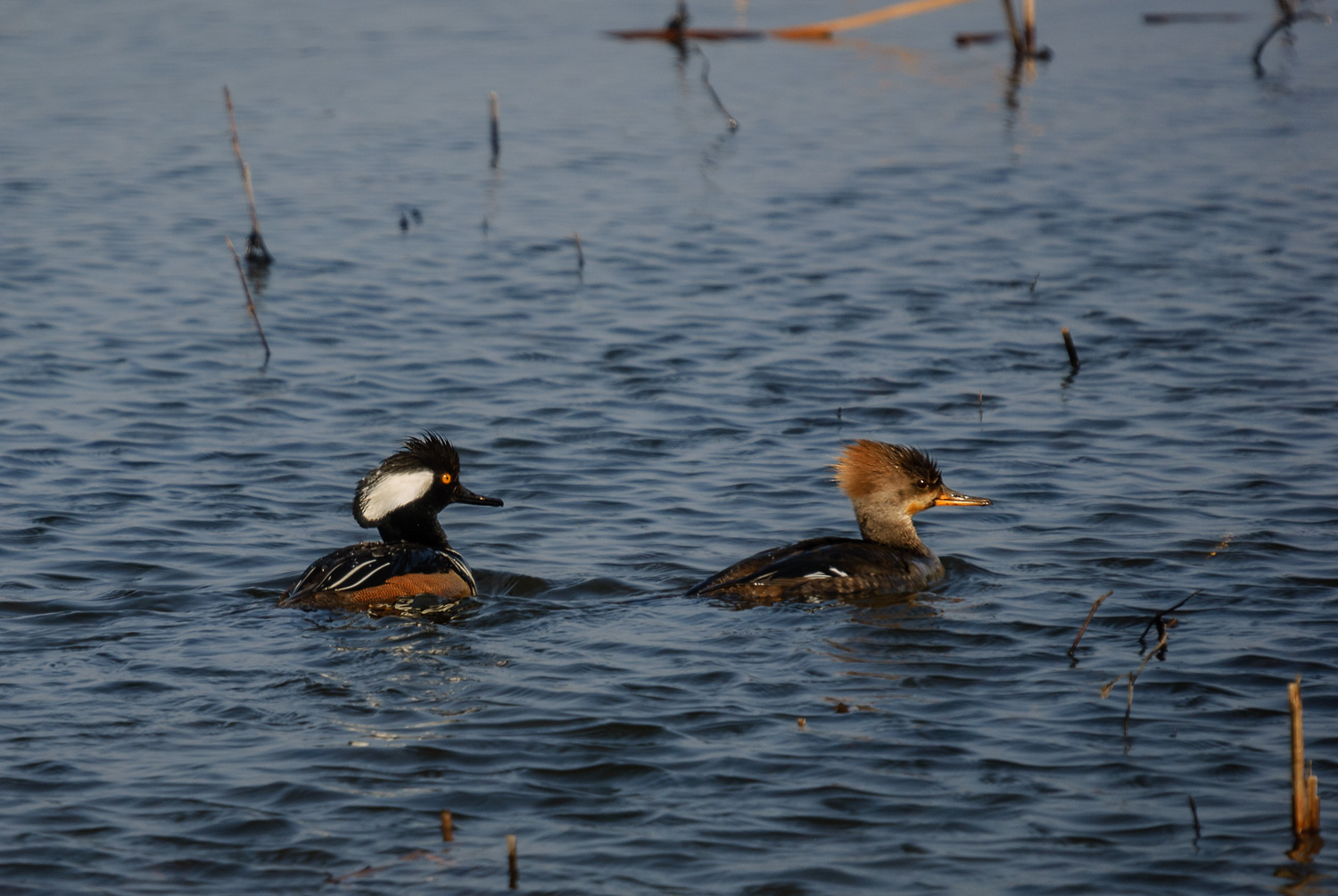 HOODED MERGANSER