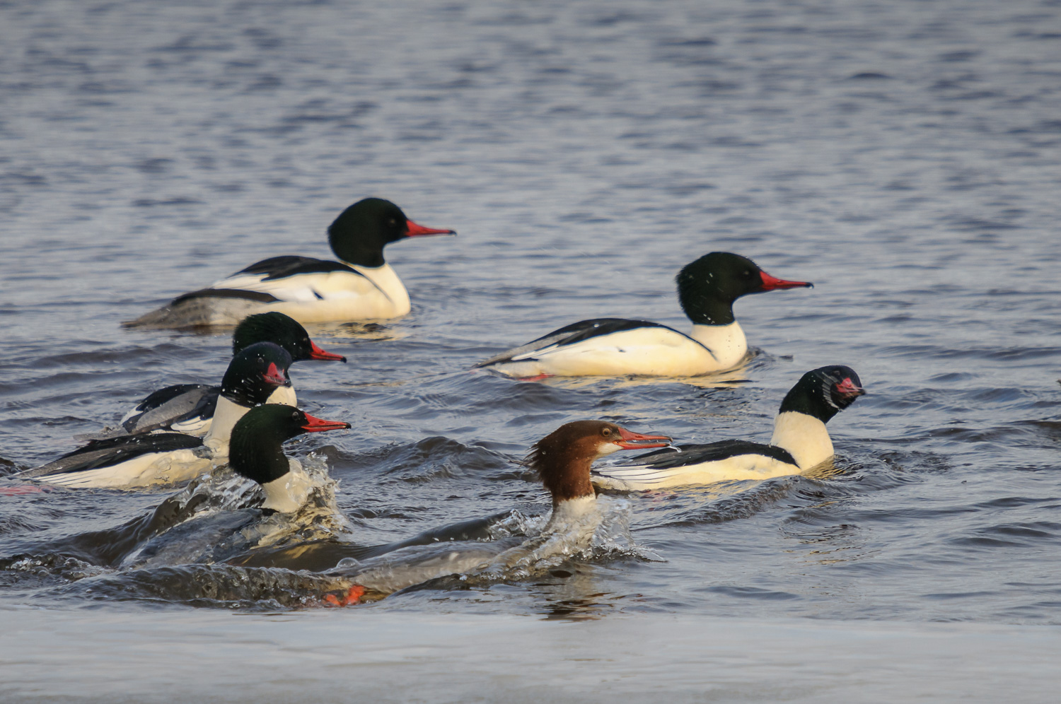 COMMON MERGANSER