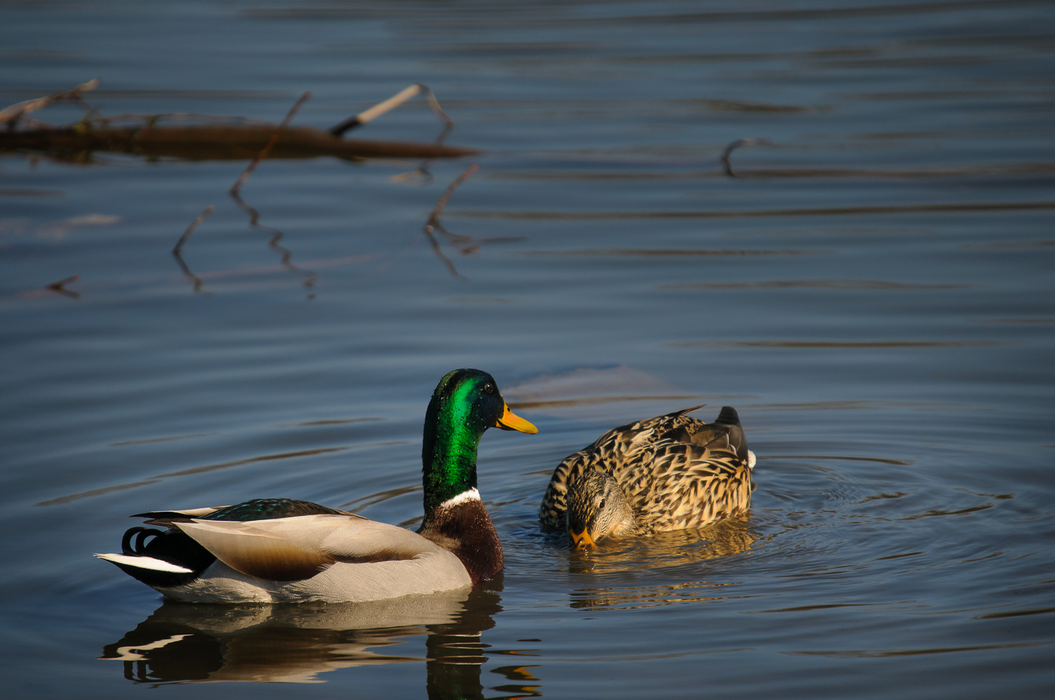 MALLARD