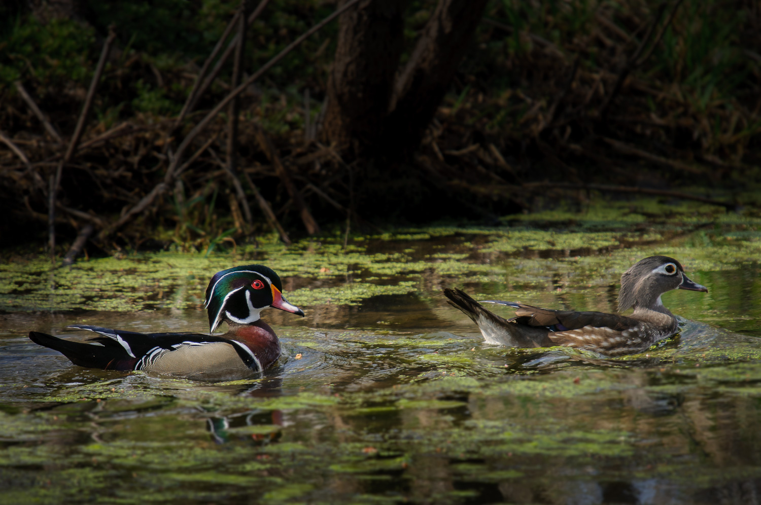 WOOD DUCK