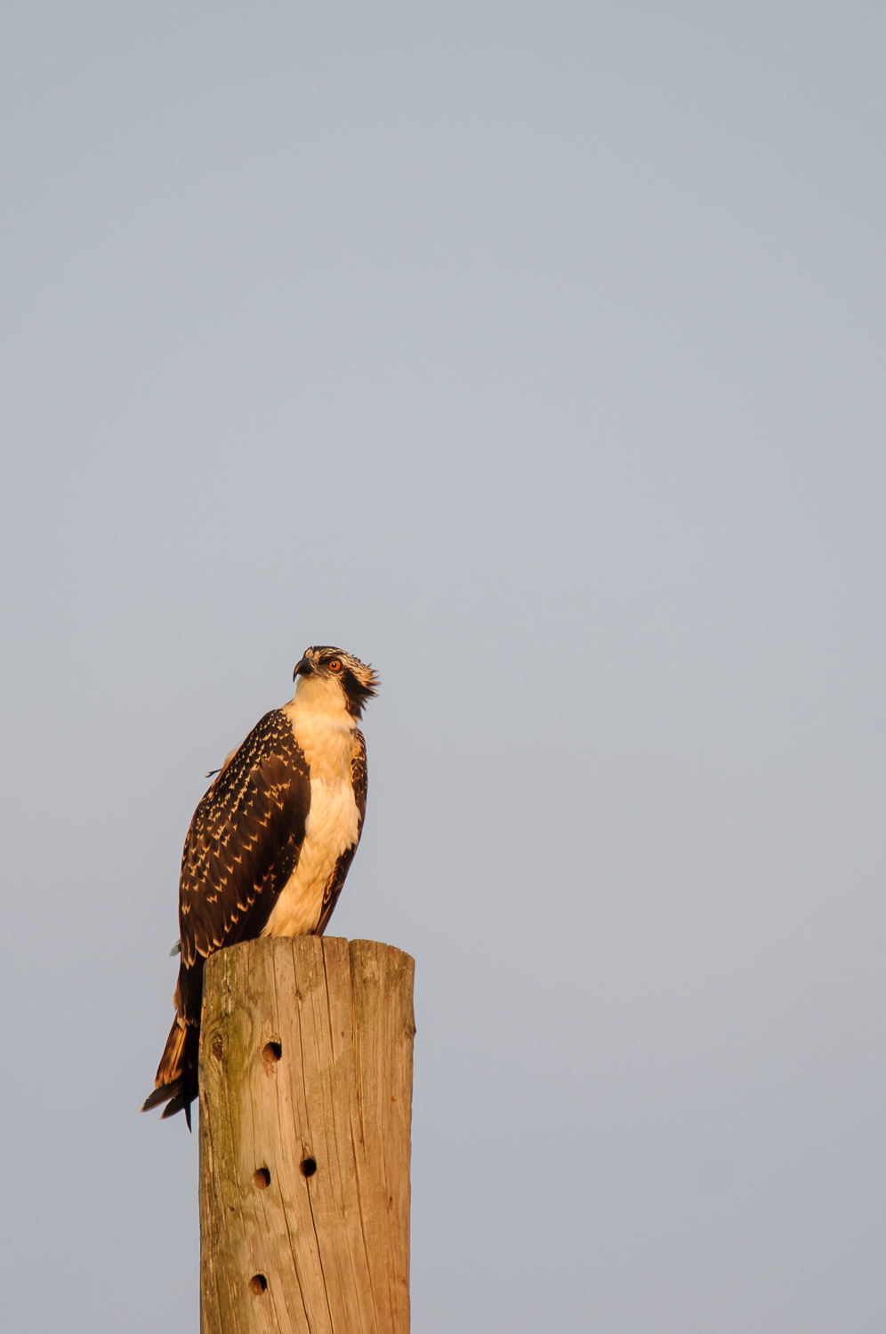 OSPREY