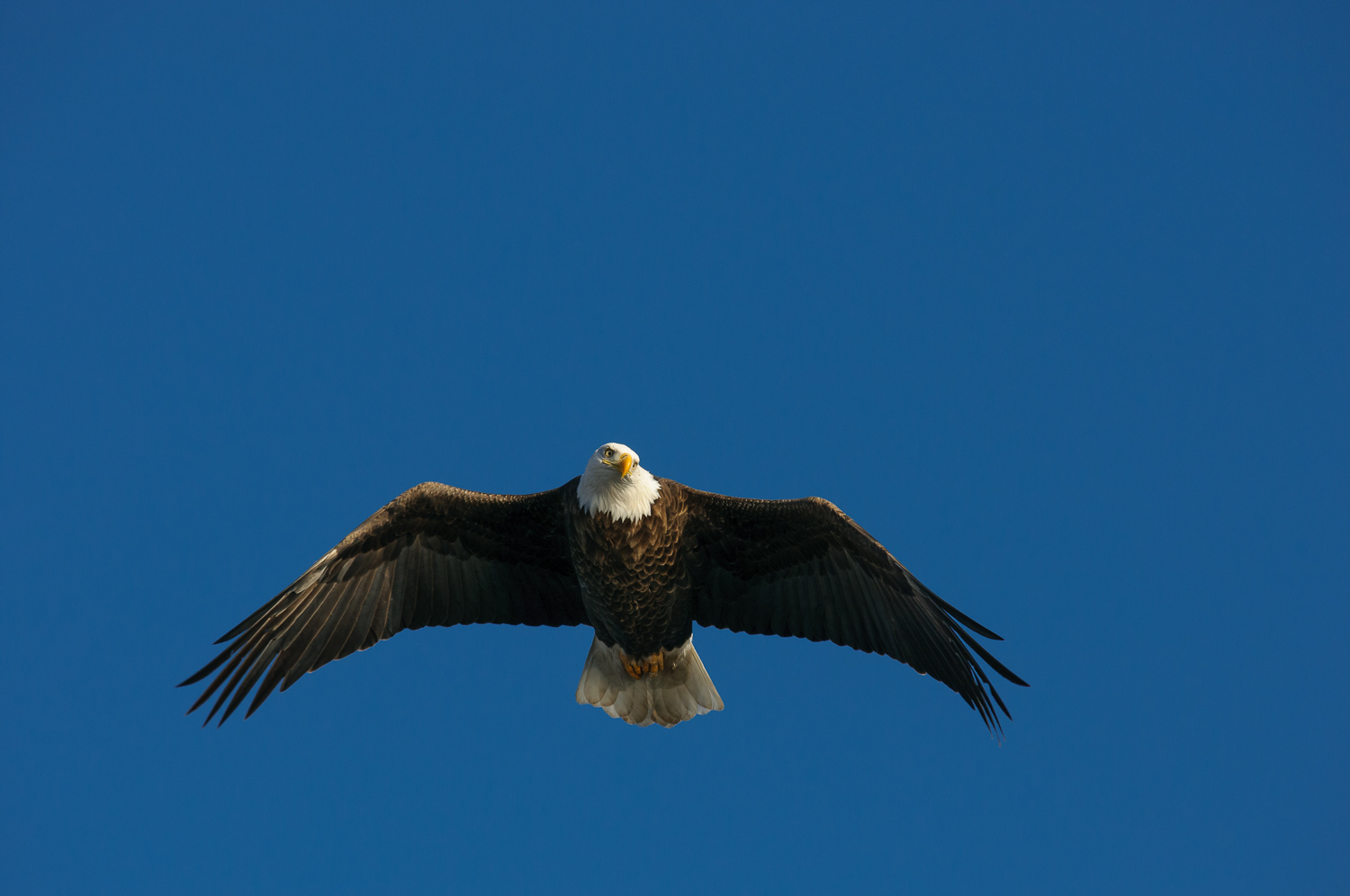 BALD EAGLE