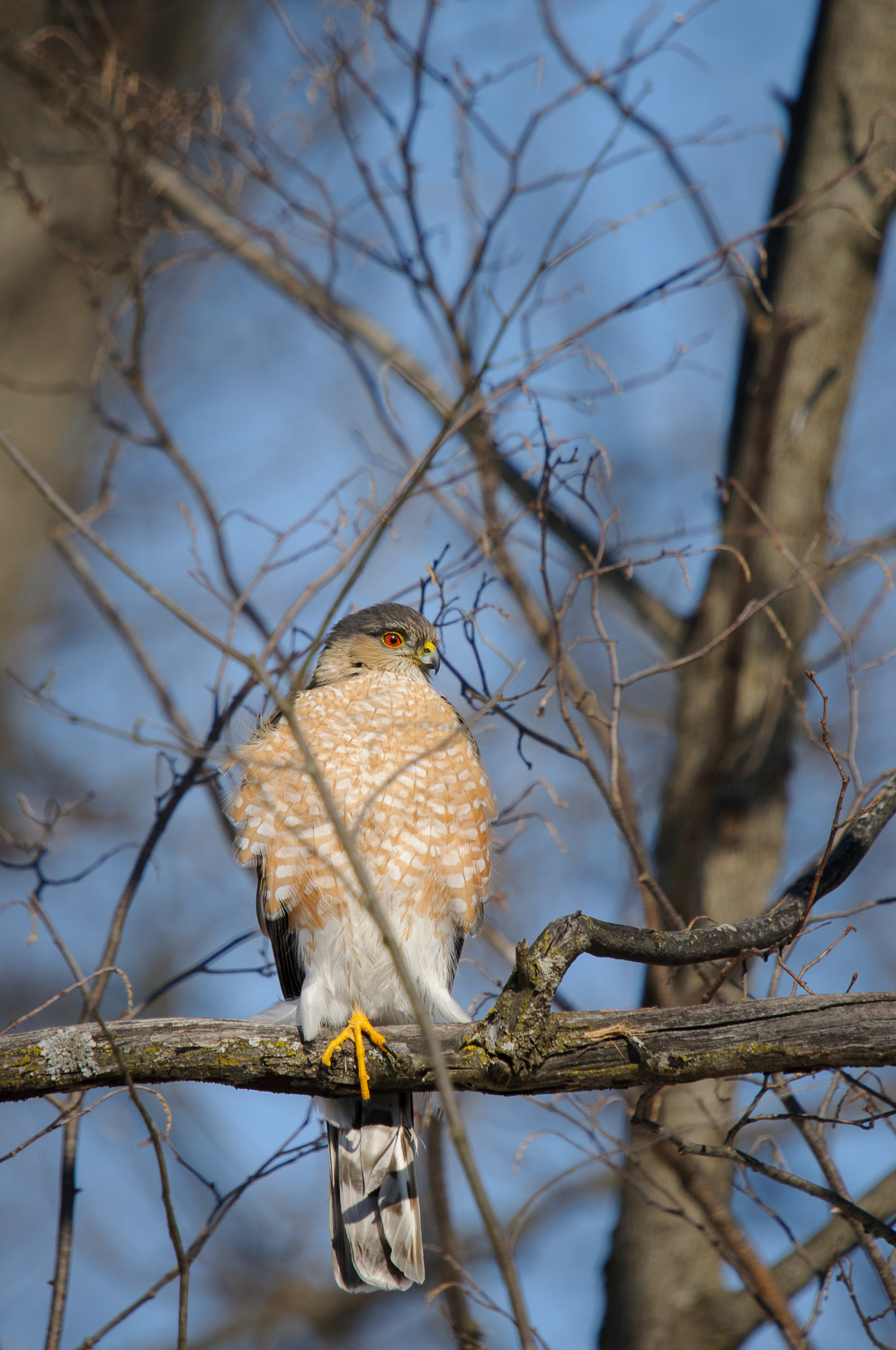 SHARP-SHINNED HAWK