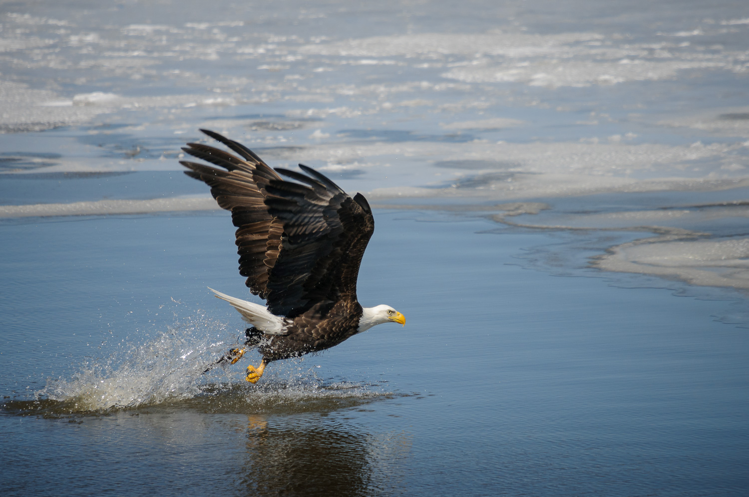 BALD EAGLE