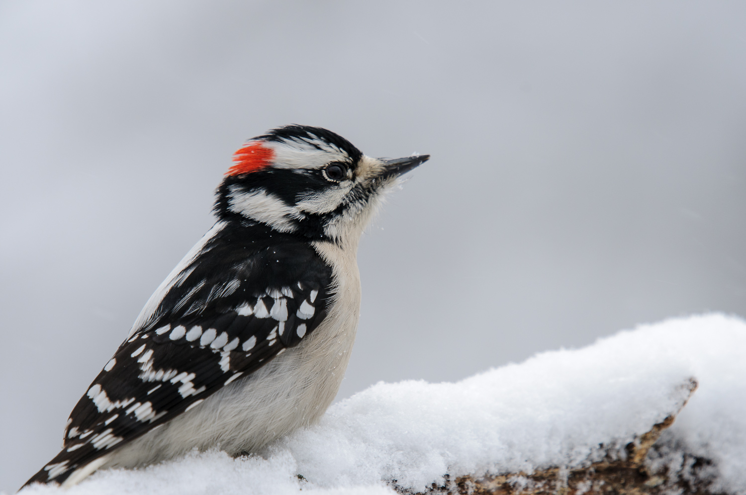 DOWNY WOODPECKER