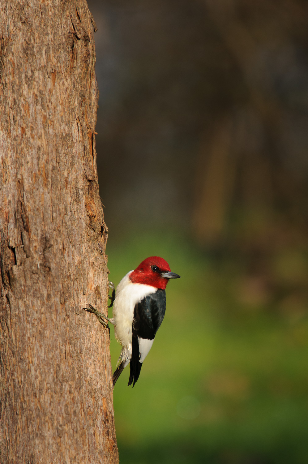 RED-HEADED WOODPECKER