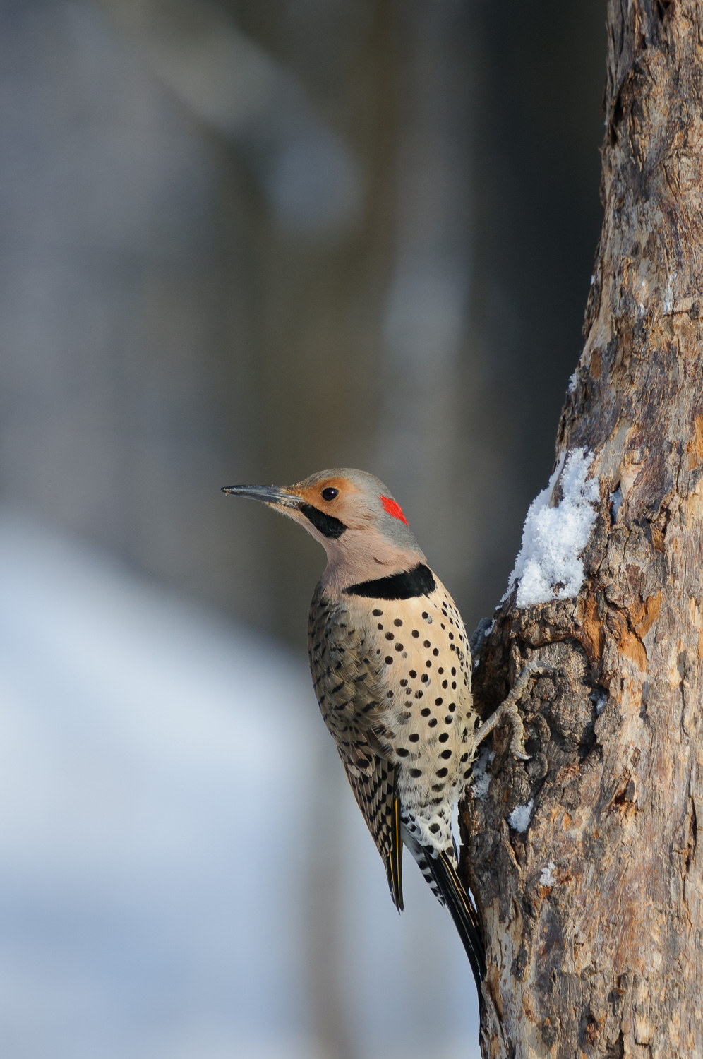 YELLOW-SHAFTED NORTHERN FLICKER ♂️