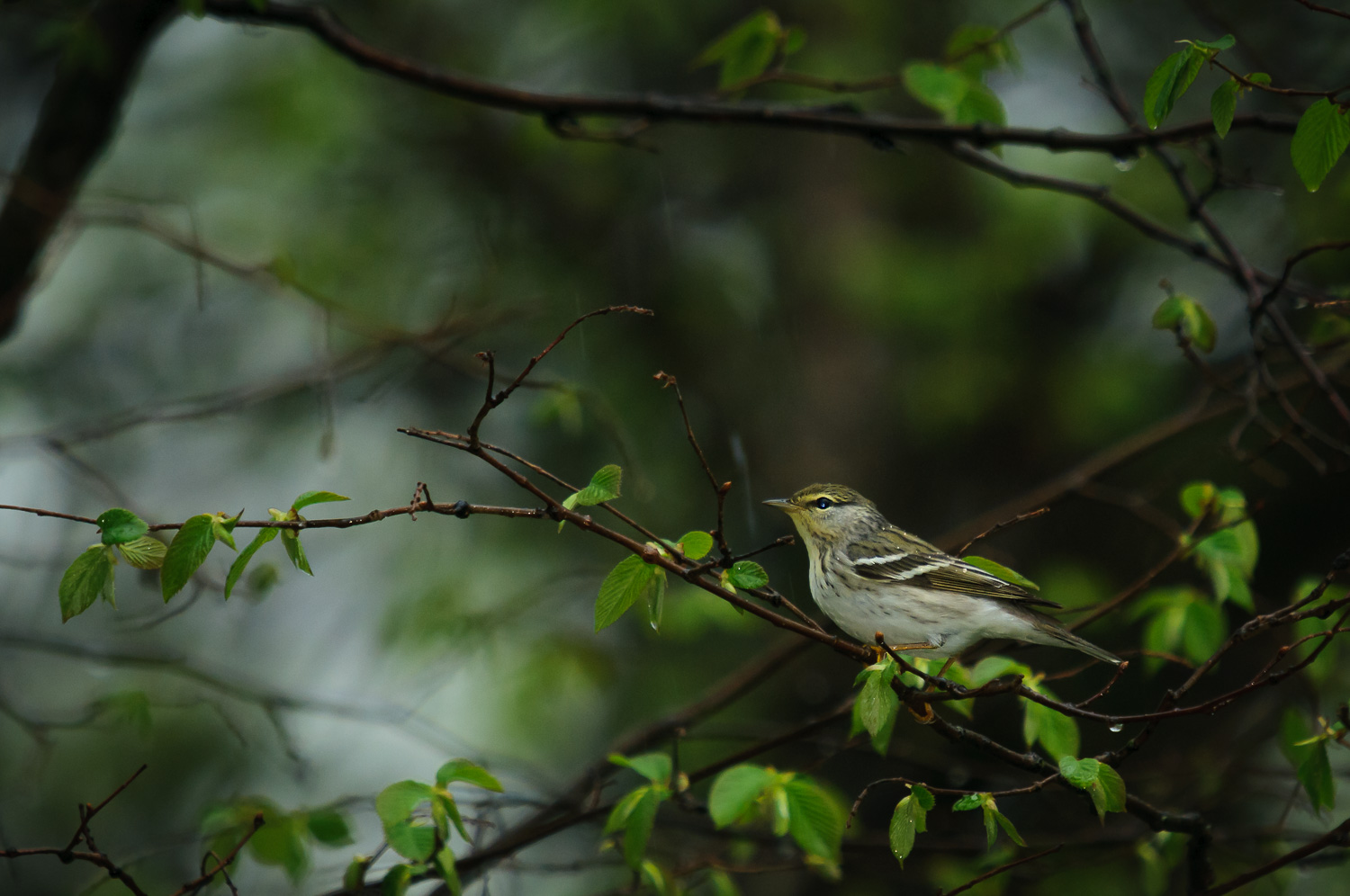 BLACKPOLL WARBLER, FEMALE