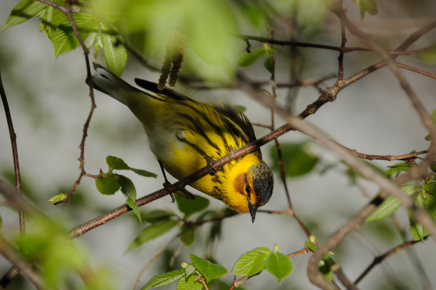 CAPE MAY WARBLER