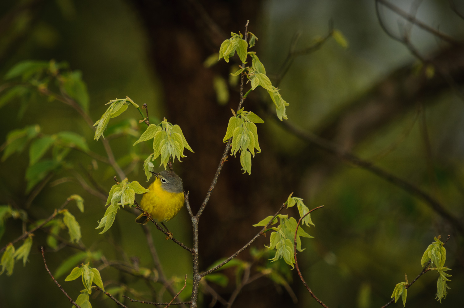 NASHVILLE WARBLER