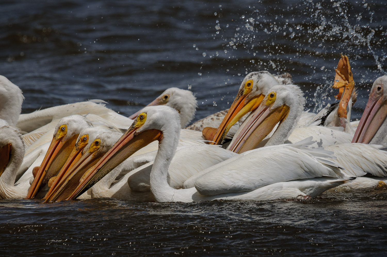 AMERICAN WHITE PELICAN