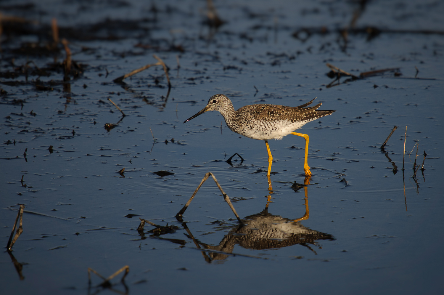 LESSER YELLOWLEGS