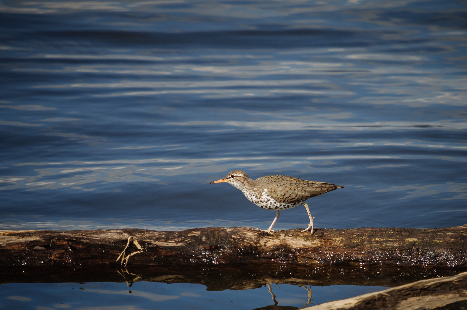 SPOTTED SANDPIPER