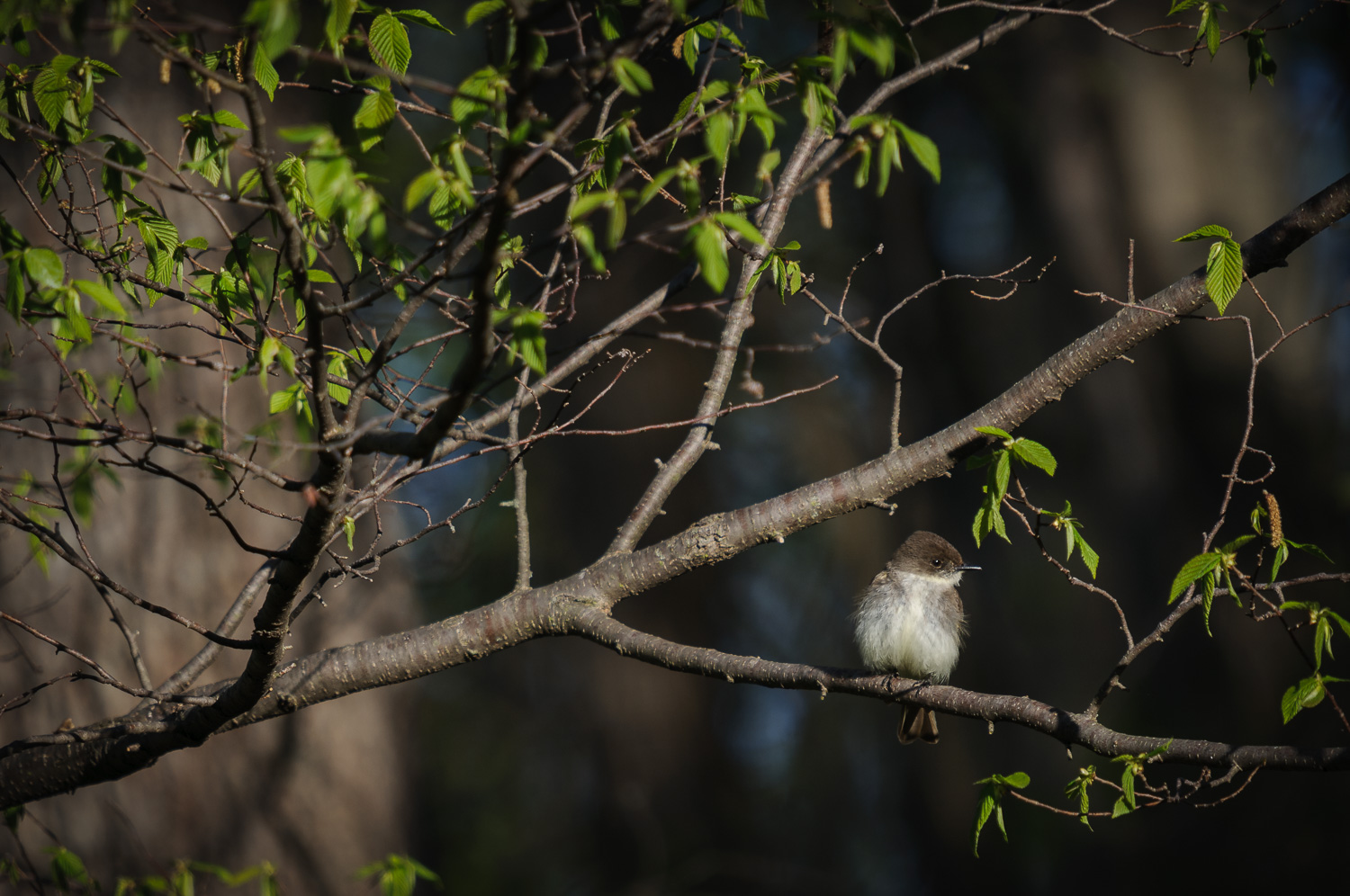 EASTERN PHOEBE