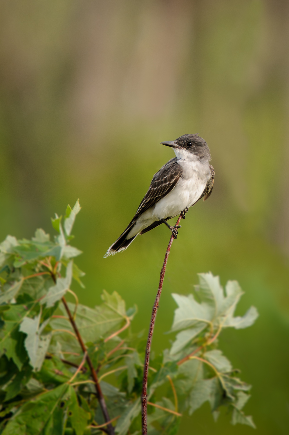 EASTERN KINGBIRD