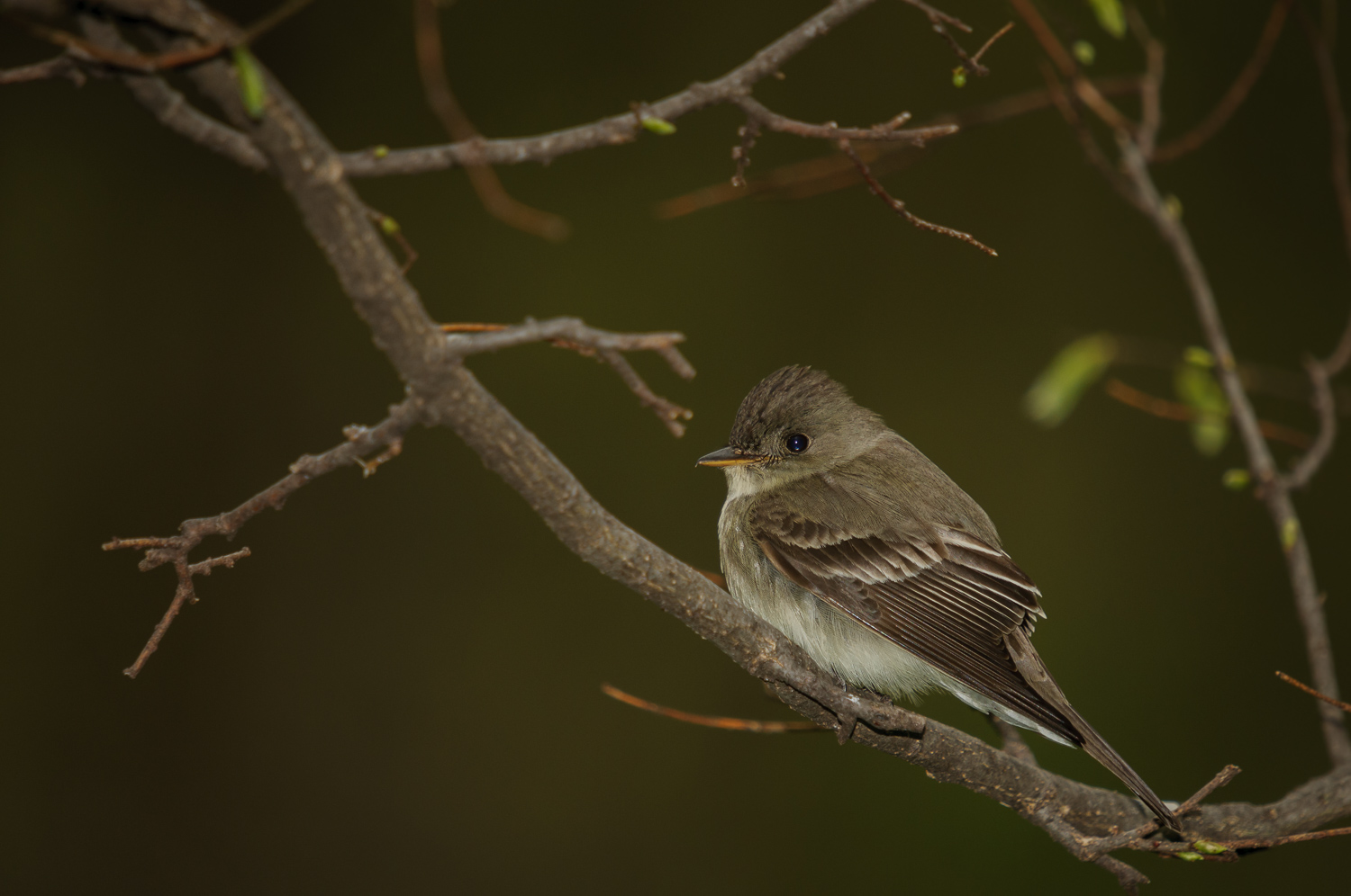 EASTERN WOOD-PEWEE