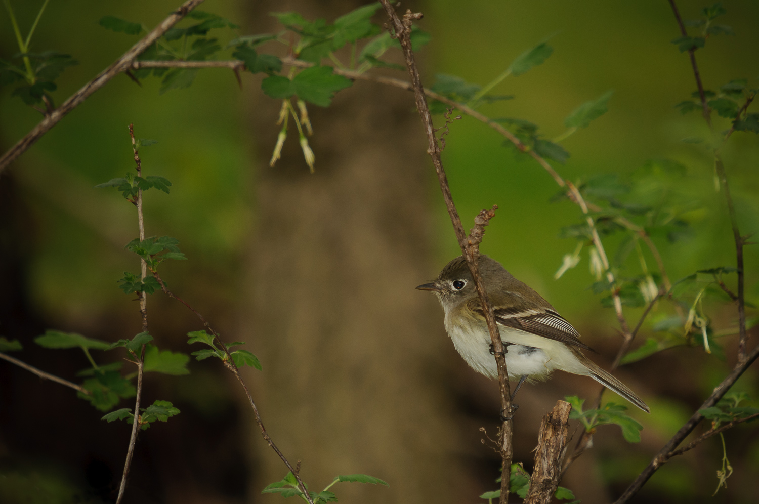 RUBY-CROWNED KINGLET