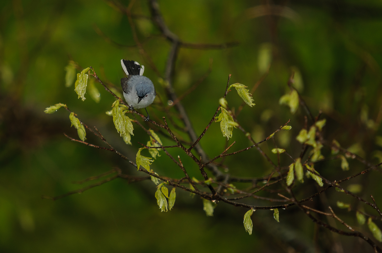 BLUE-GRAY GNATCATCHER