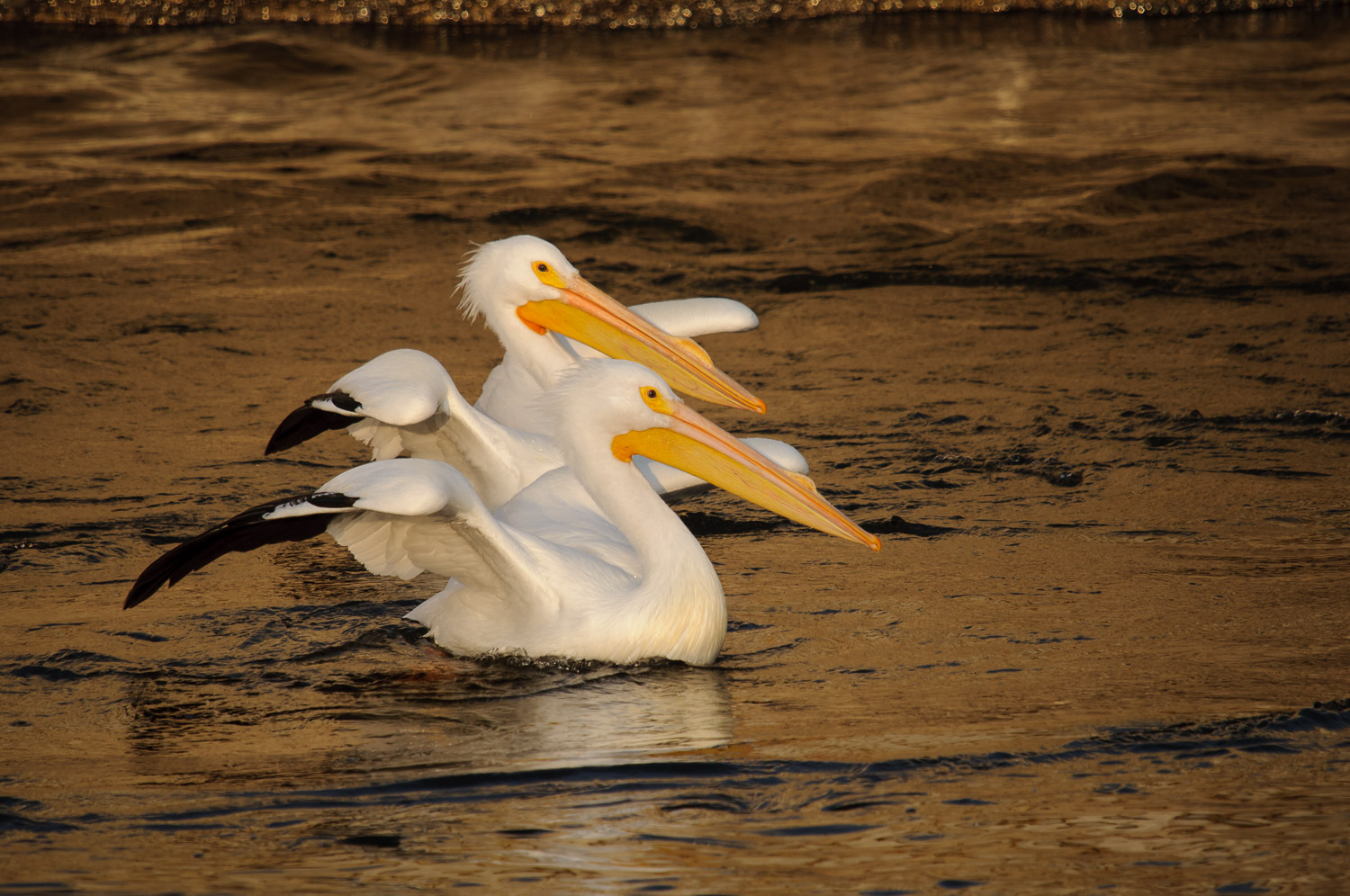 Nikon D300s, Sigma 50-500mm / f4.5-6.3 APO DG HSM