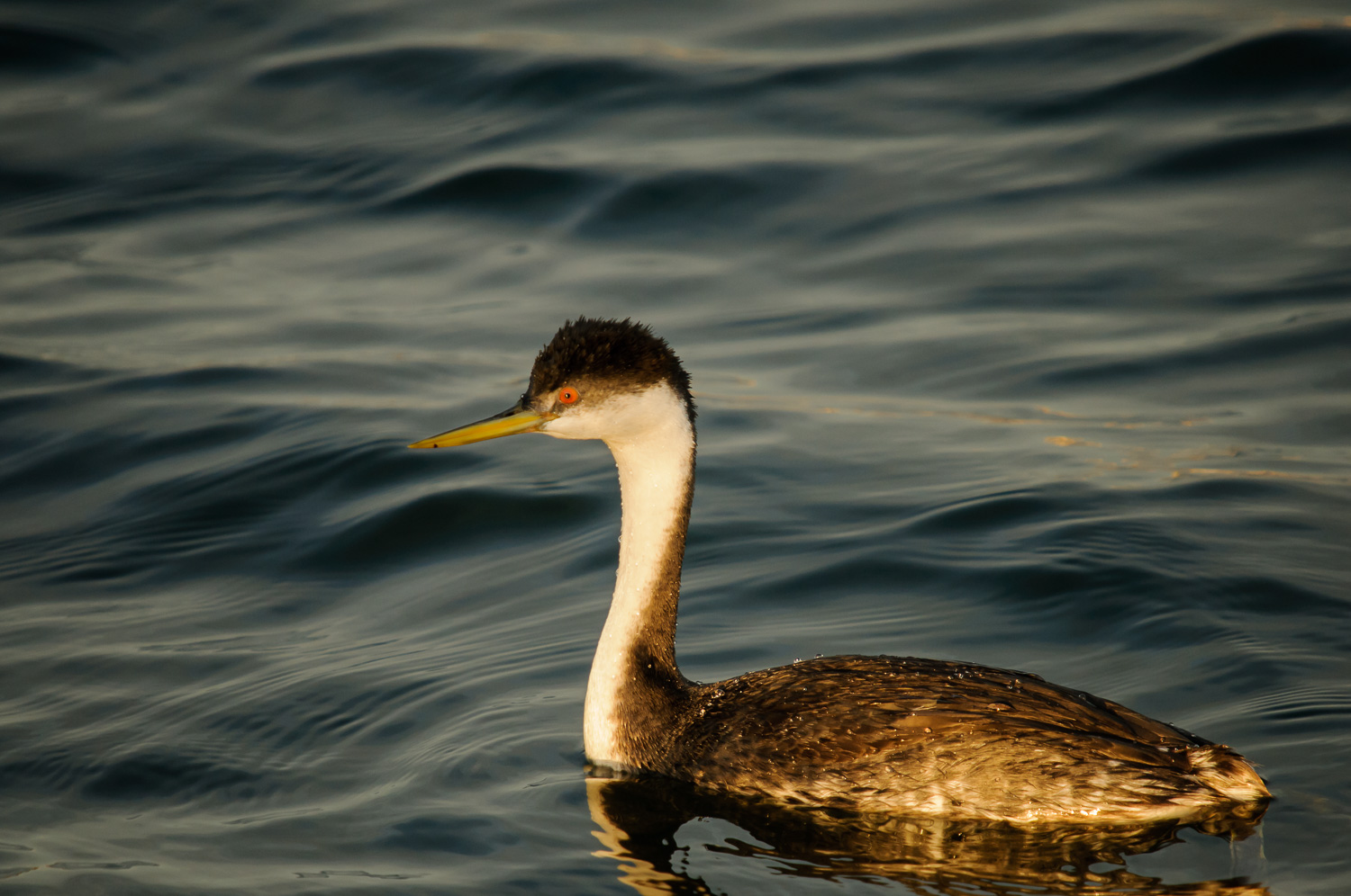 WESTERN GREBE