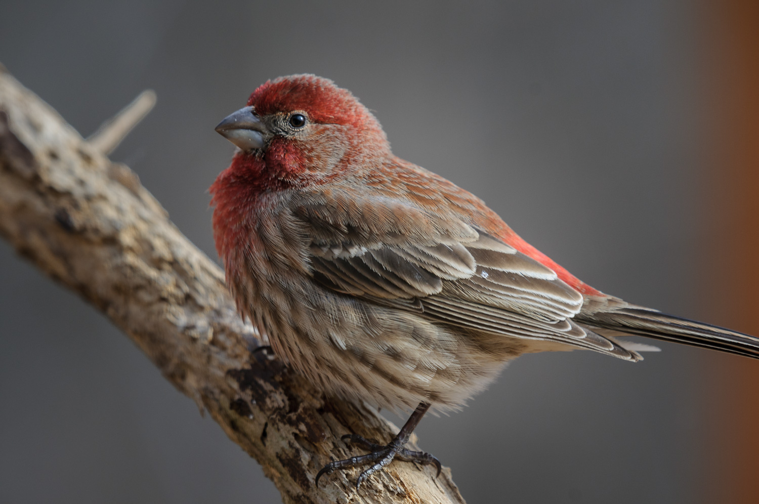 HOUSE FINCH ♂️