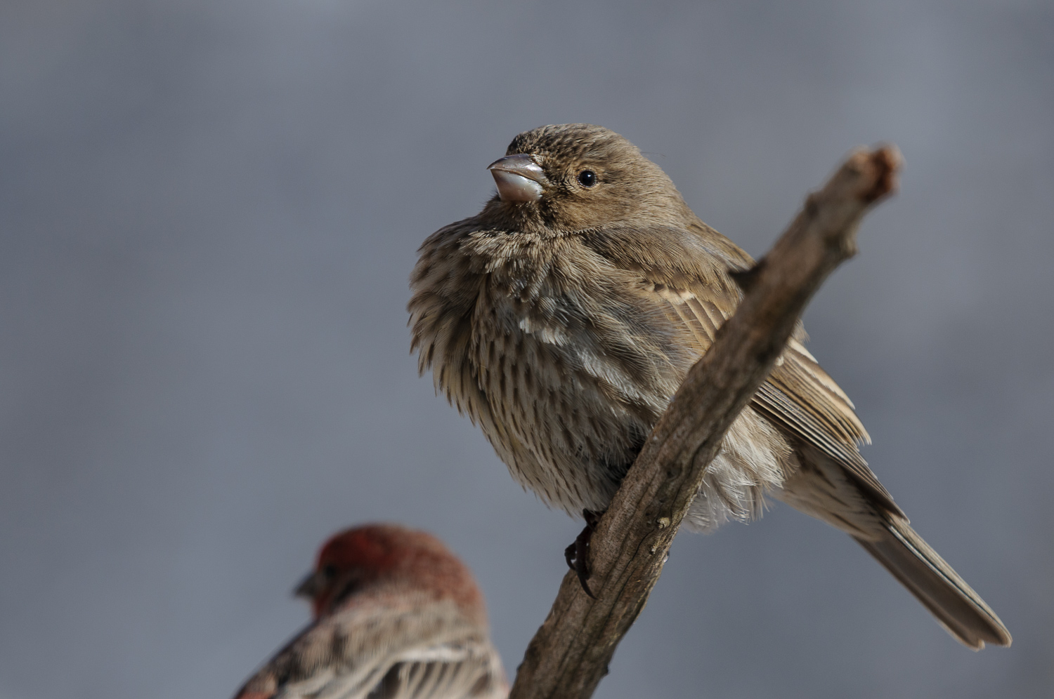 HOUSE FINCH ♀️
