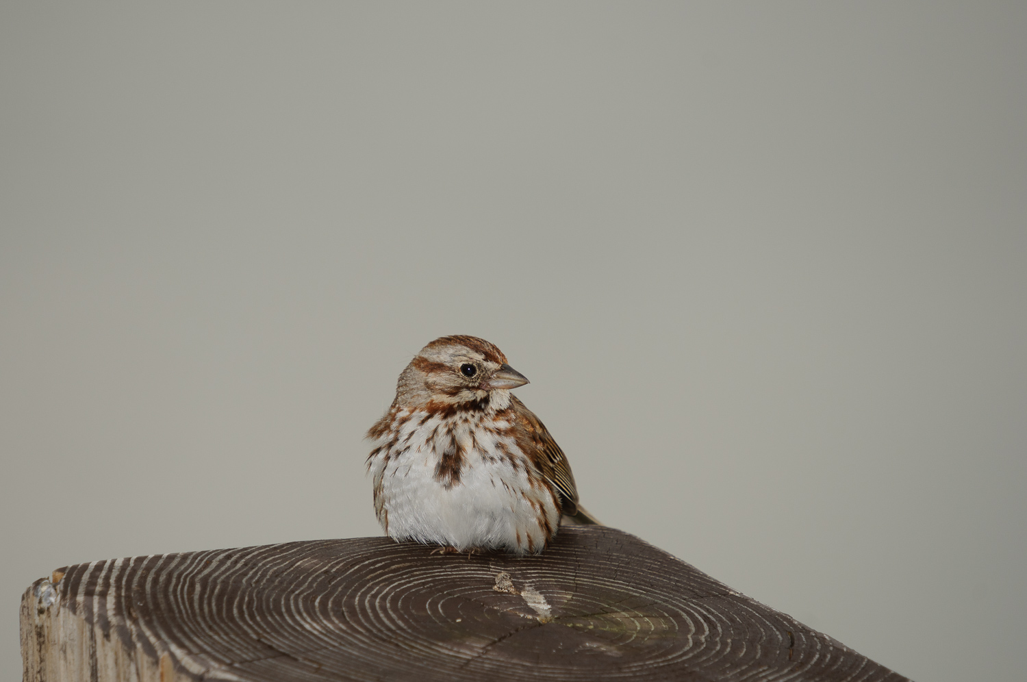 SONG SPARROW