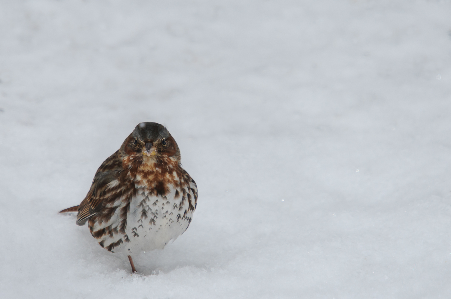 FOX SPARROW