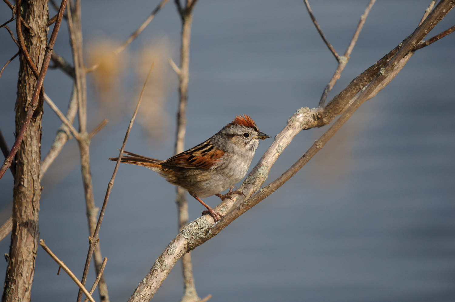 SWAMP SPARROW