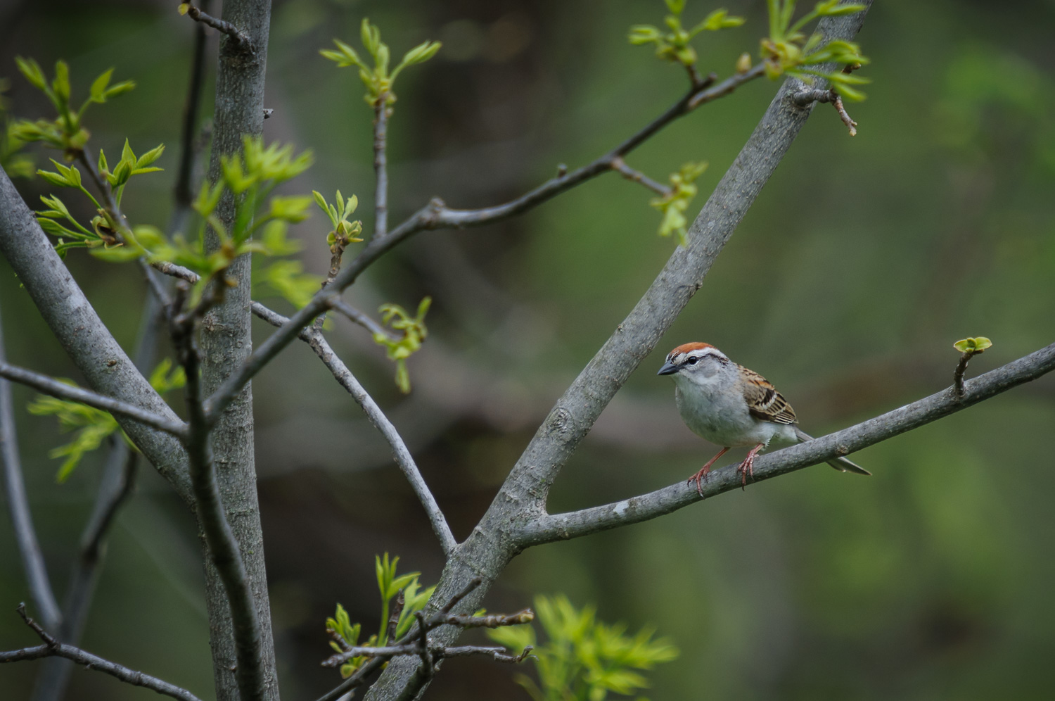 CHIPPING SPARROW