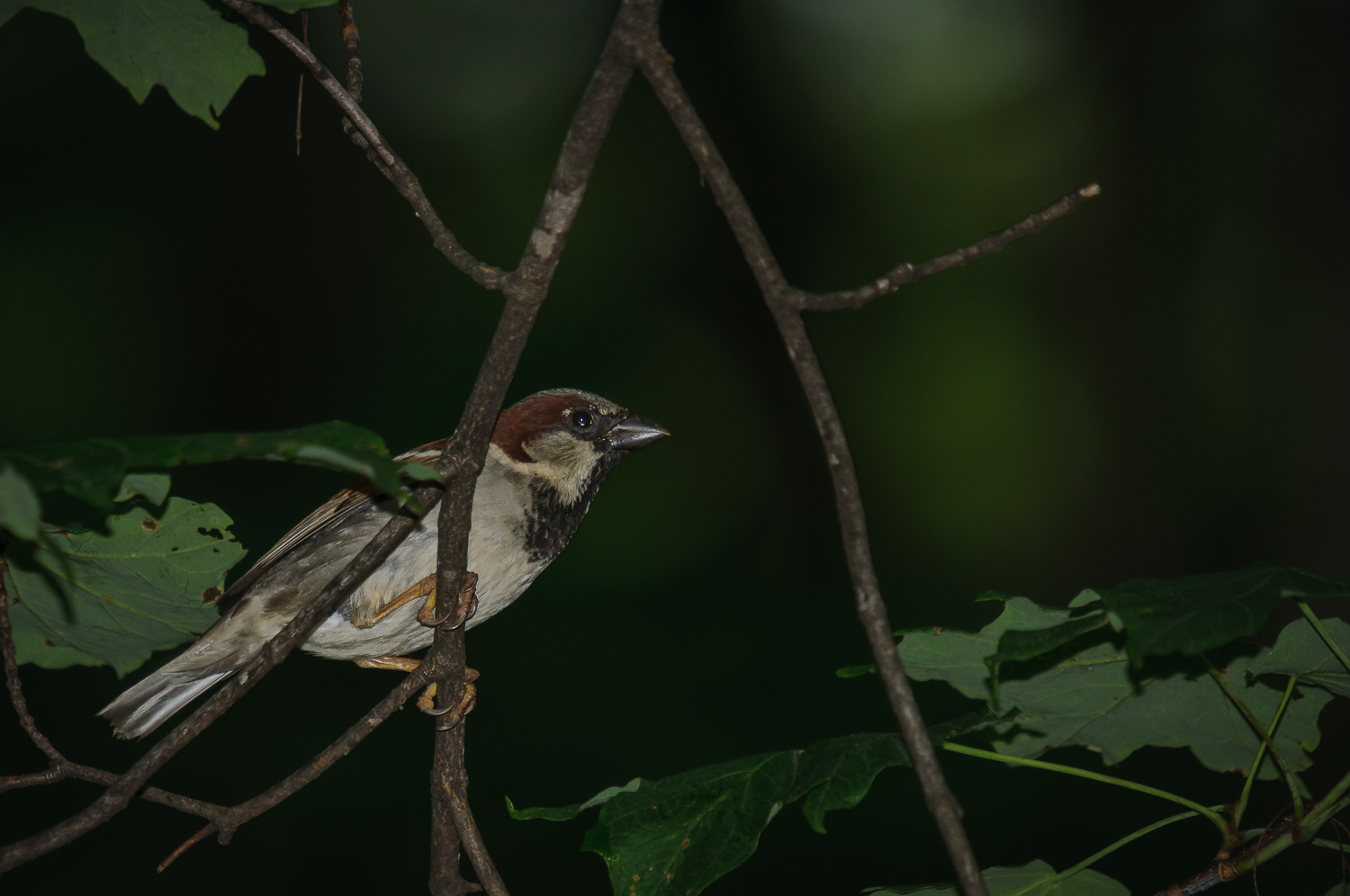 HOUSE SPARROW, MALE