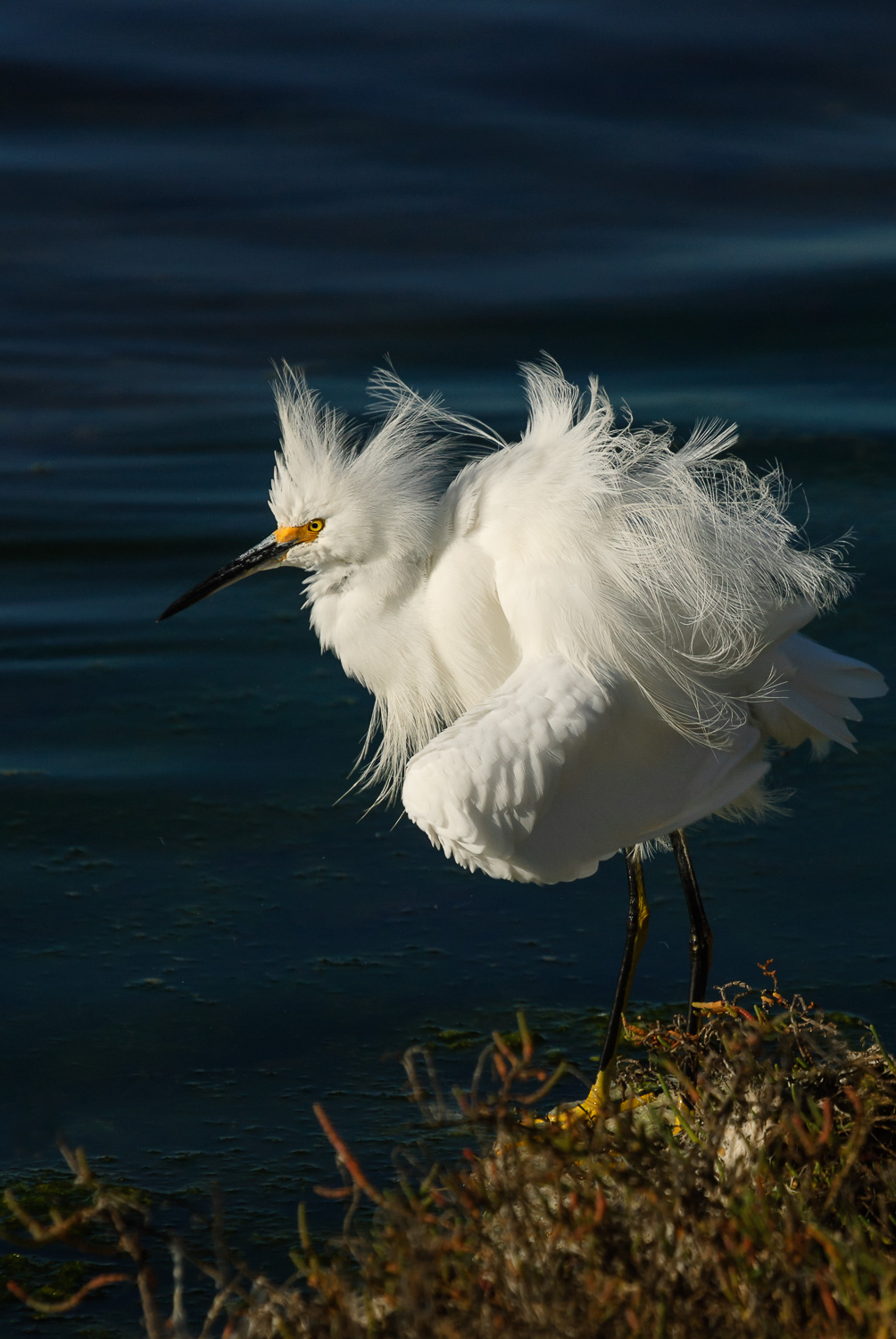 SNOWY EGRET