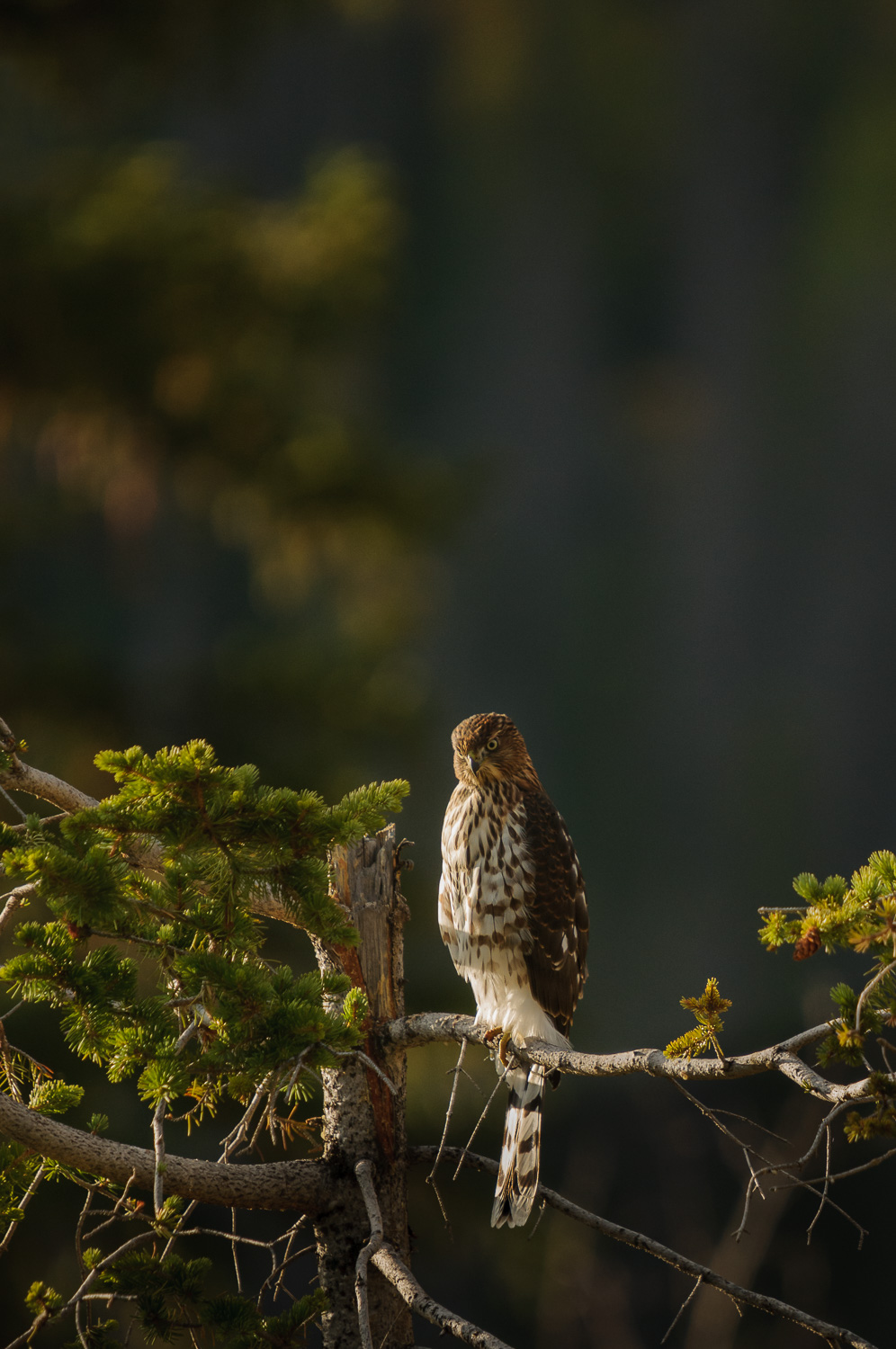 COOPER'S HAWK, IMMATURE