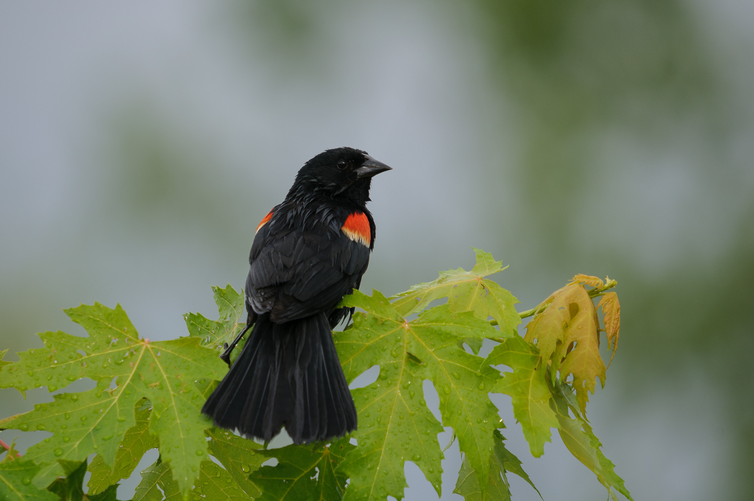 RED-WINGED BLACKBIRD ♂️