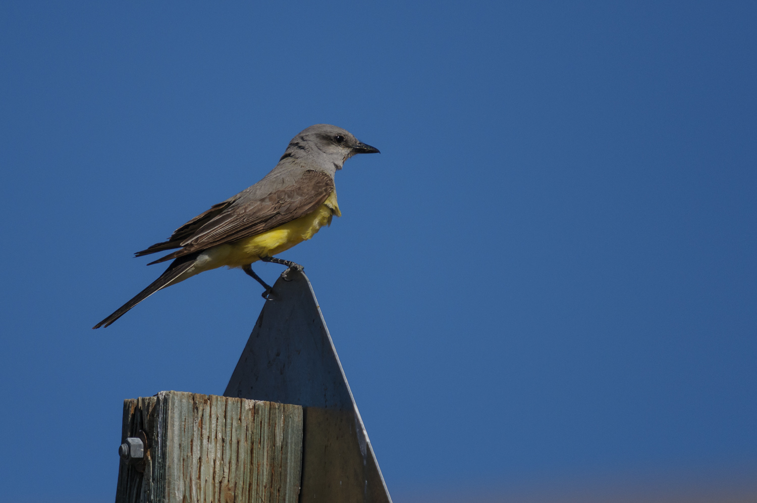 WESTERN KINGBIRD