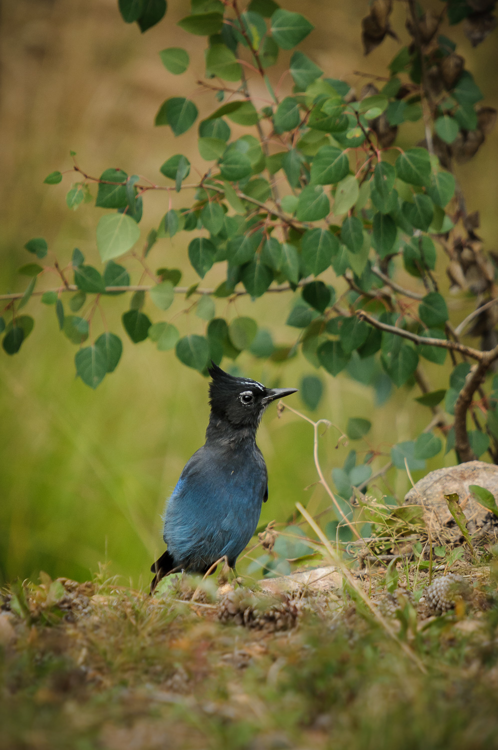 STELLER'S JAY