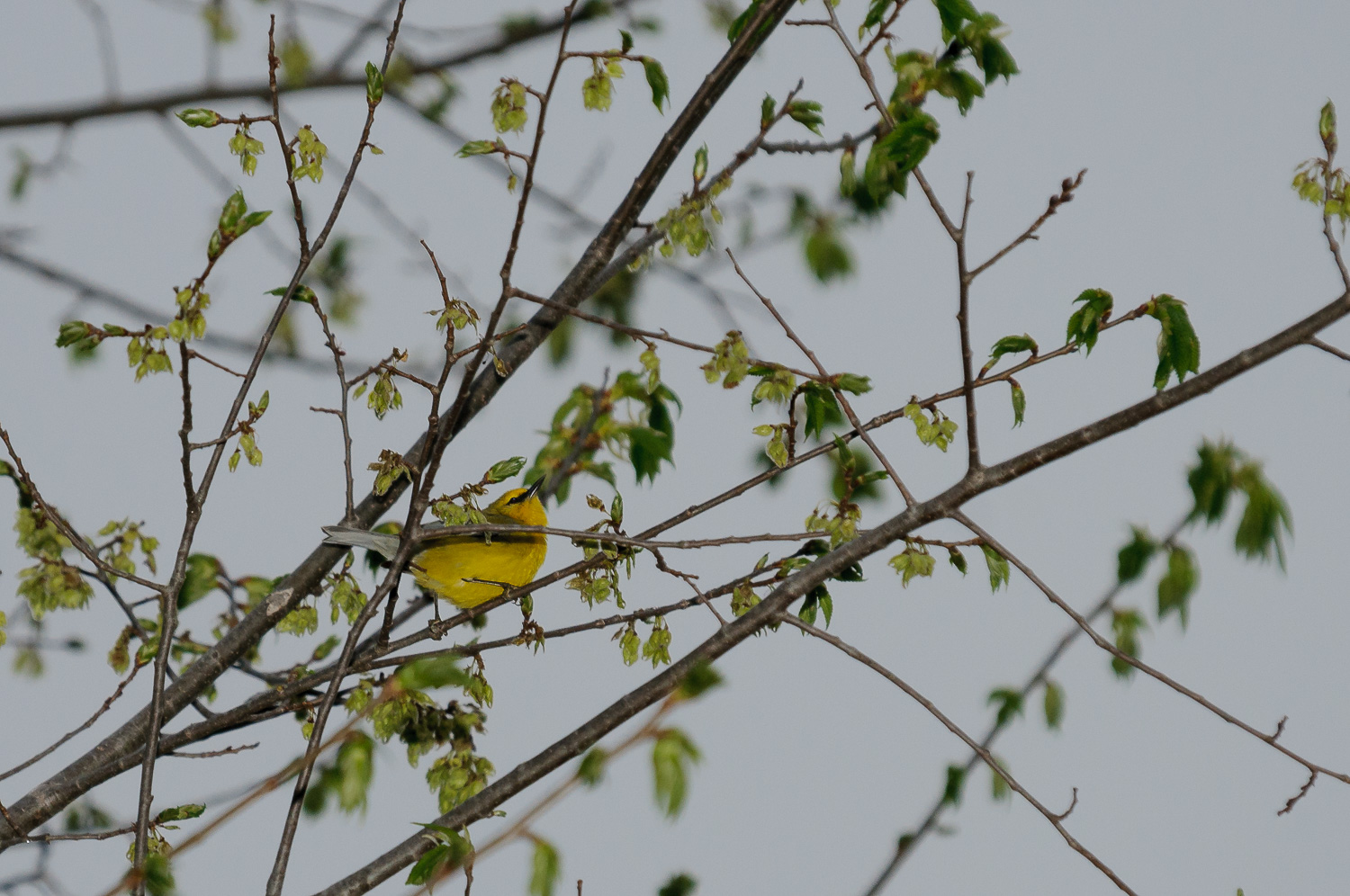 BLUE-WINGED WARBLER