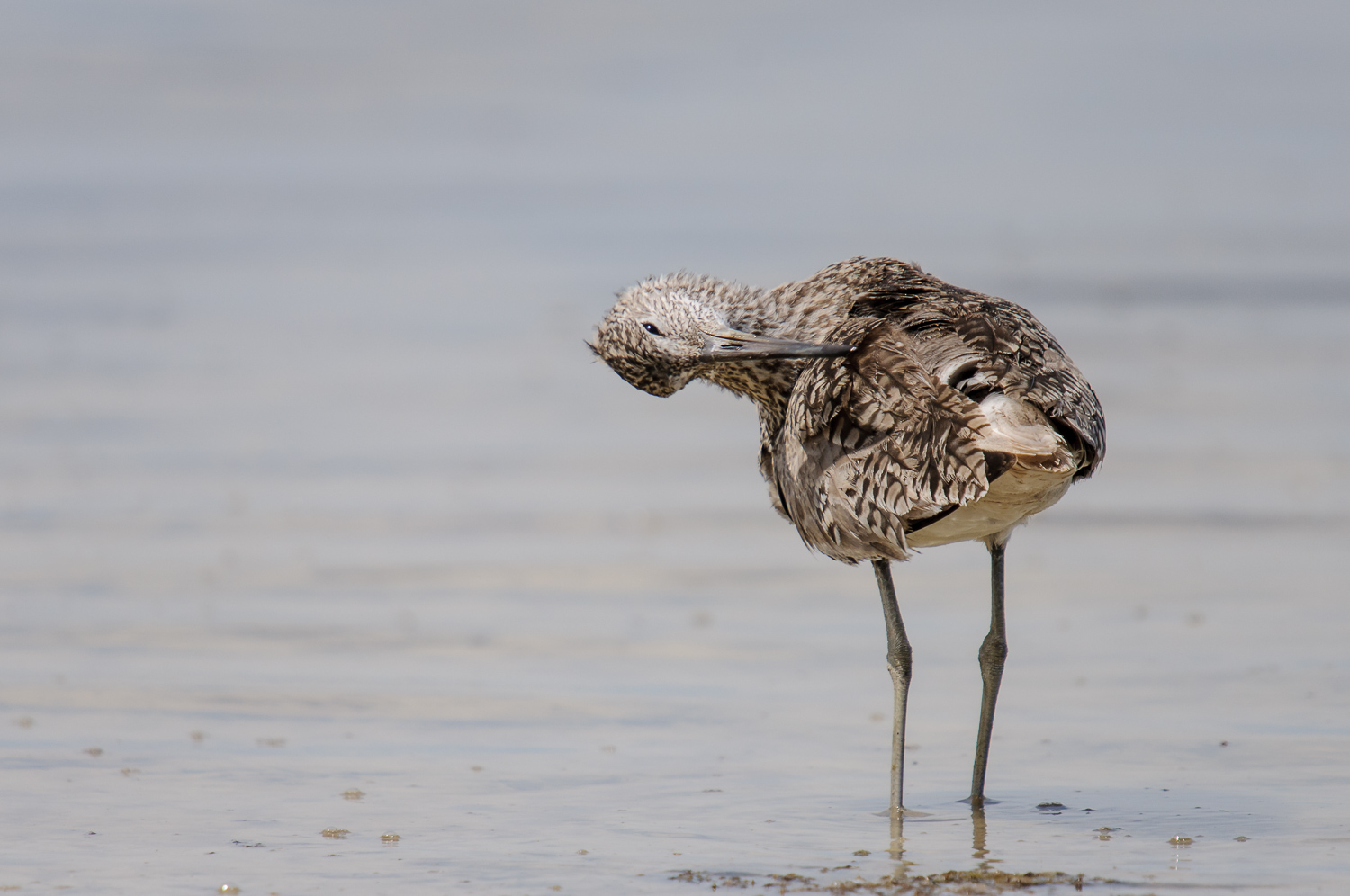 WILLET